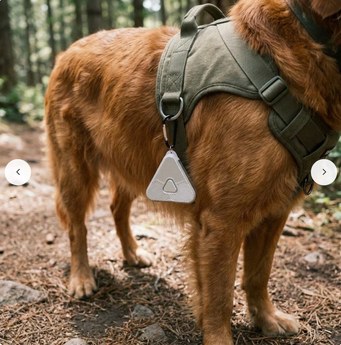 Dog in a harness with a silver Eoka Clip on a forest trail