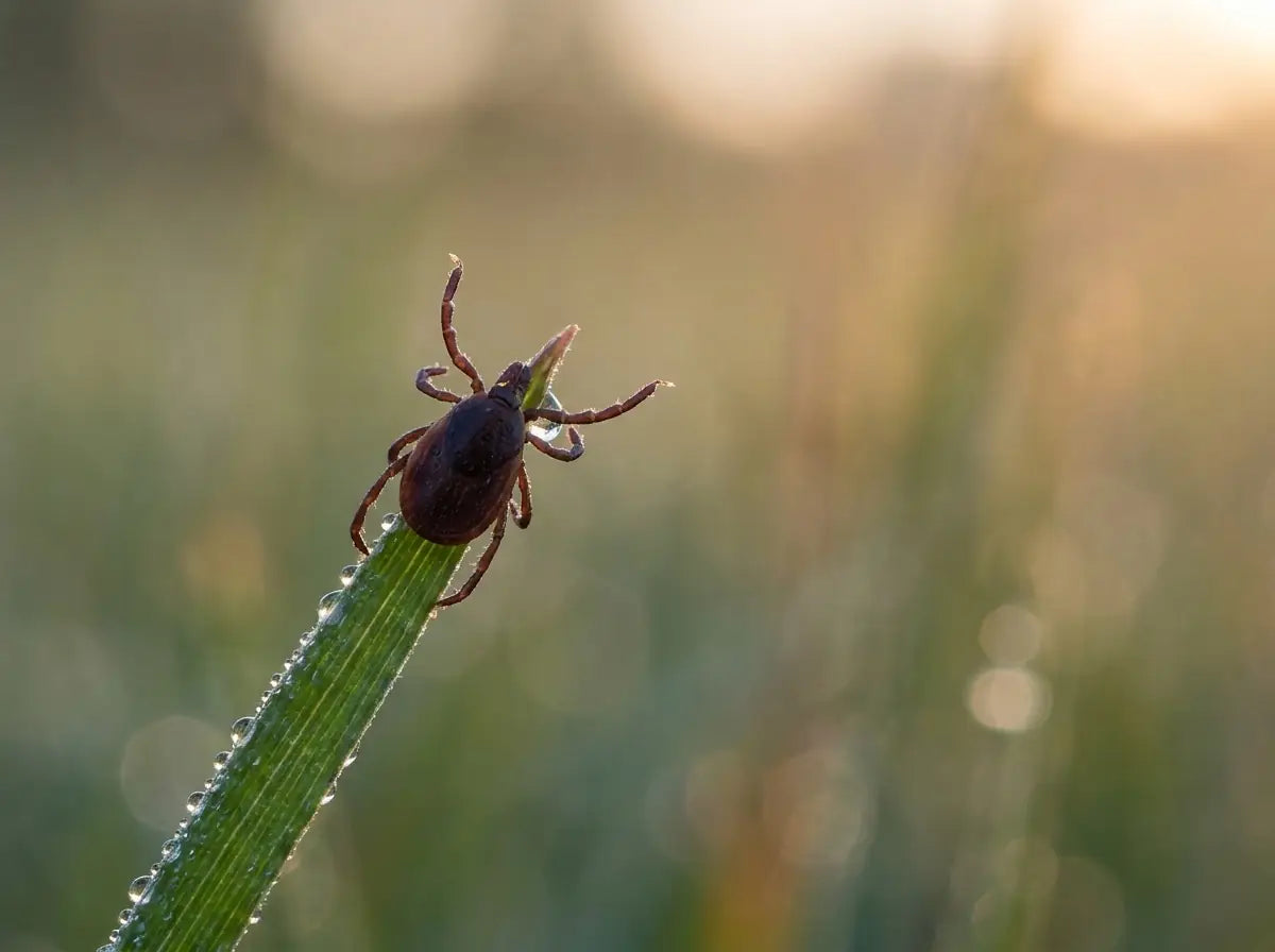 Tick perched at the very tip of a blade of grass, waiting